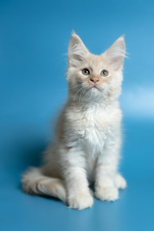 Callie | Maine Coon Kitten