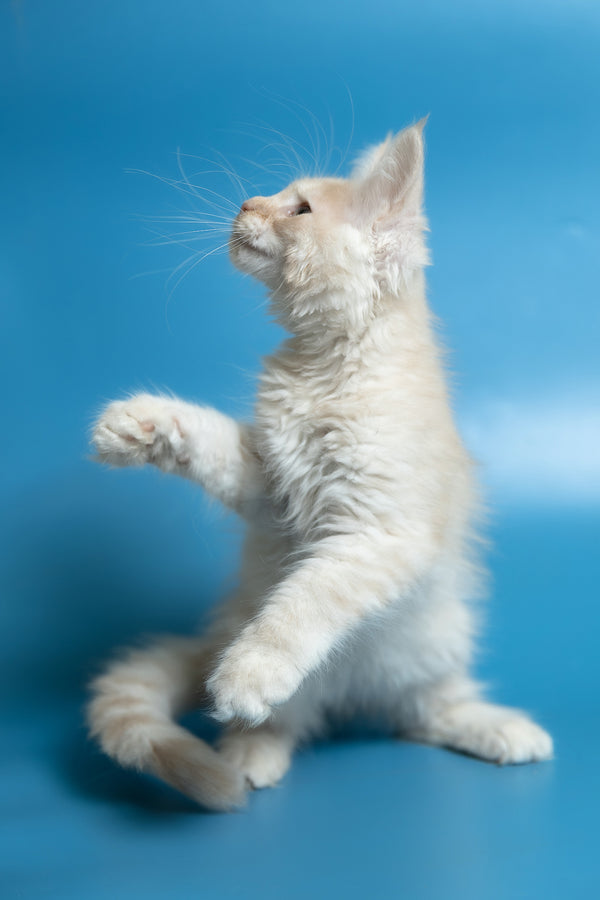 Callie | Maine Coon Kitten