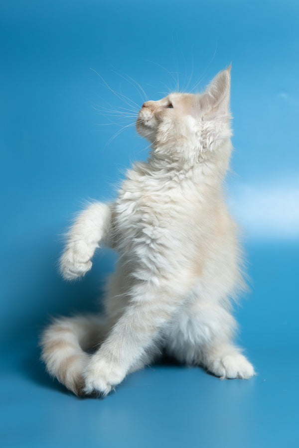 Callie | Maine Coon Kitten