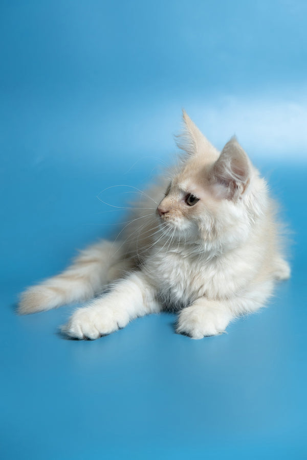 Callie | Maine Coon Kitten