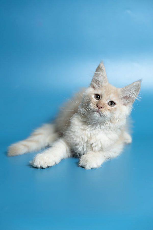 Callie | Maine Coon Kitten