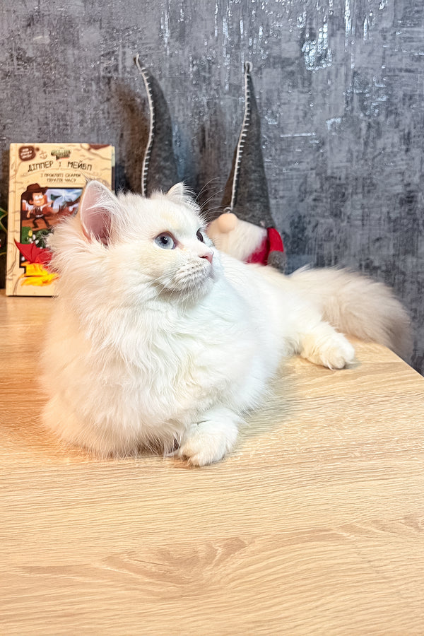 Cristal | Munchkin Kitten