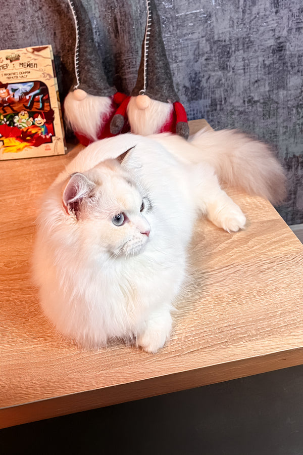 Cristal | Munchkin Kitten