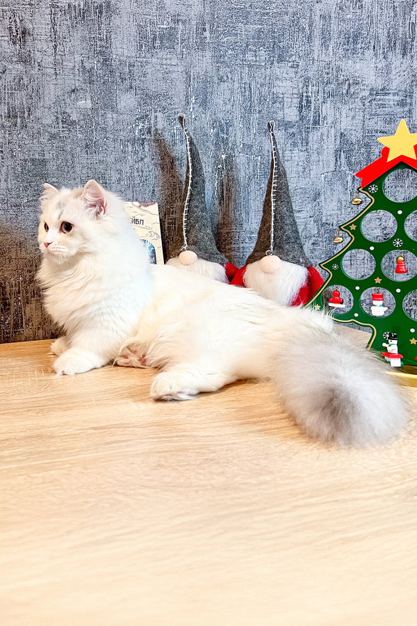 Cristal | Munchkin Kitten