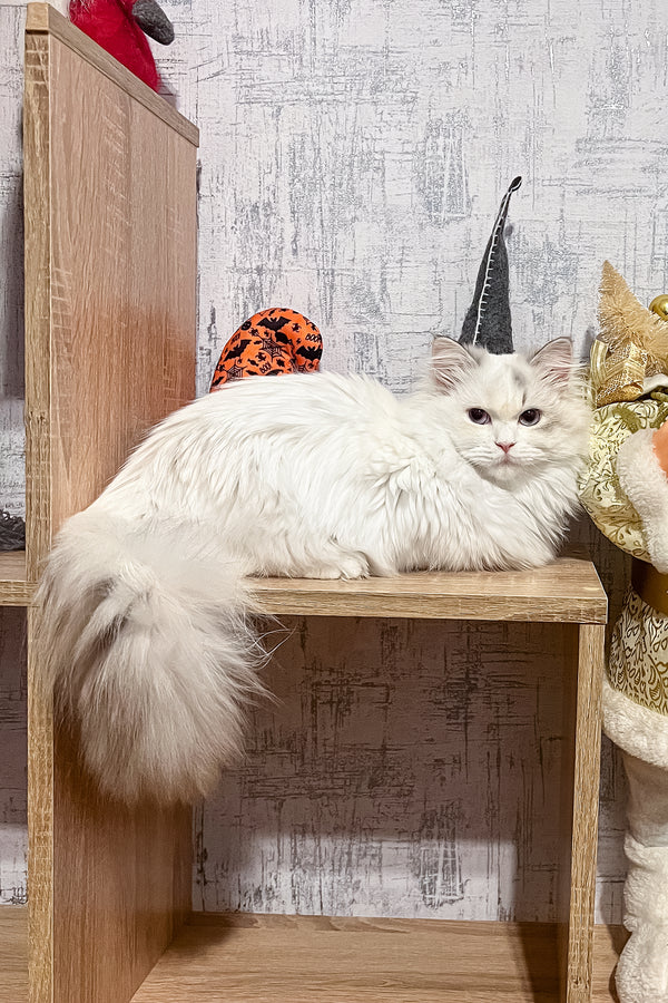 Cristal | Munchkin Kitten