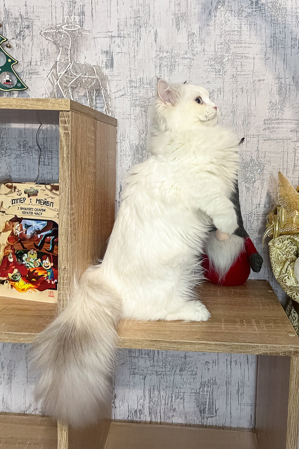 Cristal | Munchkin Kitten