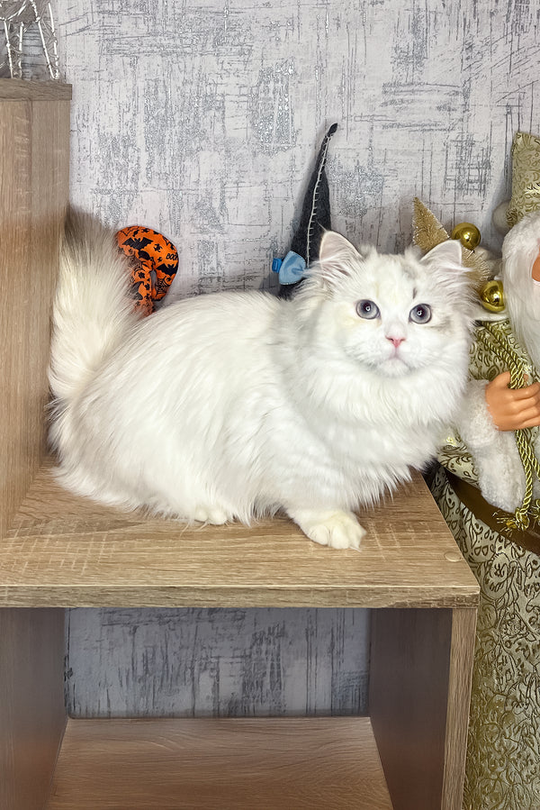 Cristal | Munchkin Kitten