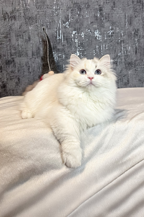 Cristal | Munchkin Kitten