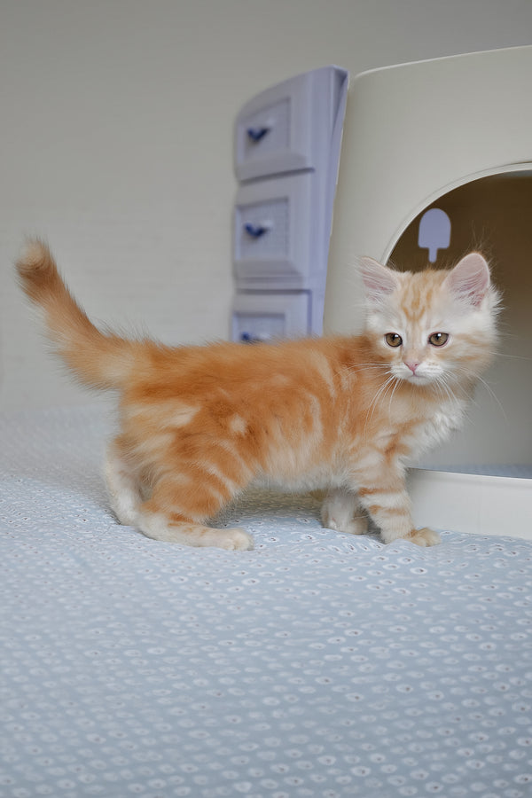 Cristy | Siberian Kitten