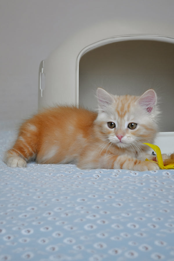 Cristy | Siberian Kitten
