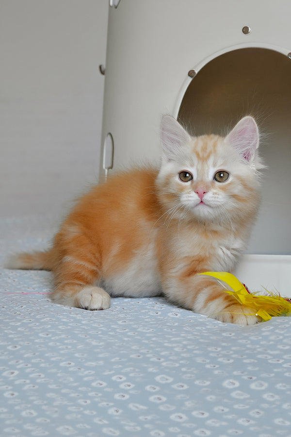 Cristy | Siberian Kitten