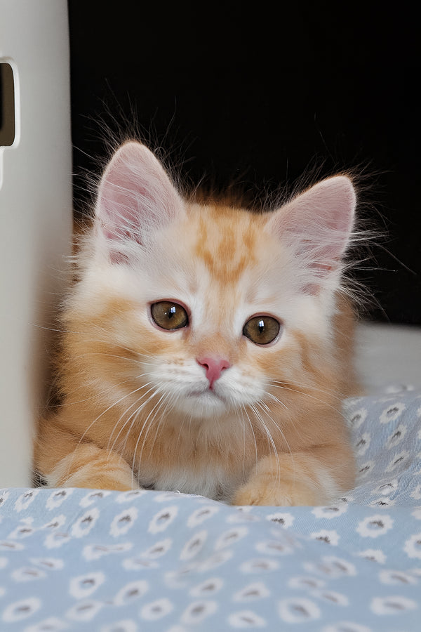 Cristy | Siberian Kitten