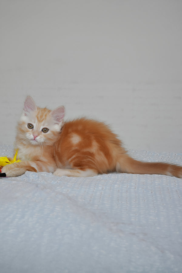Cristy | Siberian Kitten