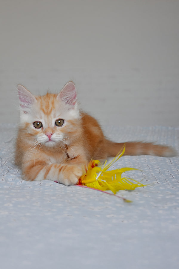 Cristy | Siberian Kitten