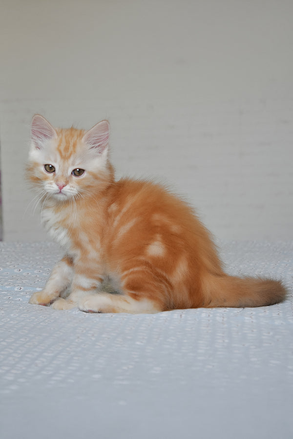 Cristy | Siberian Kitten