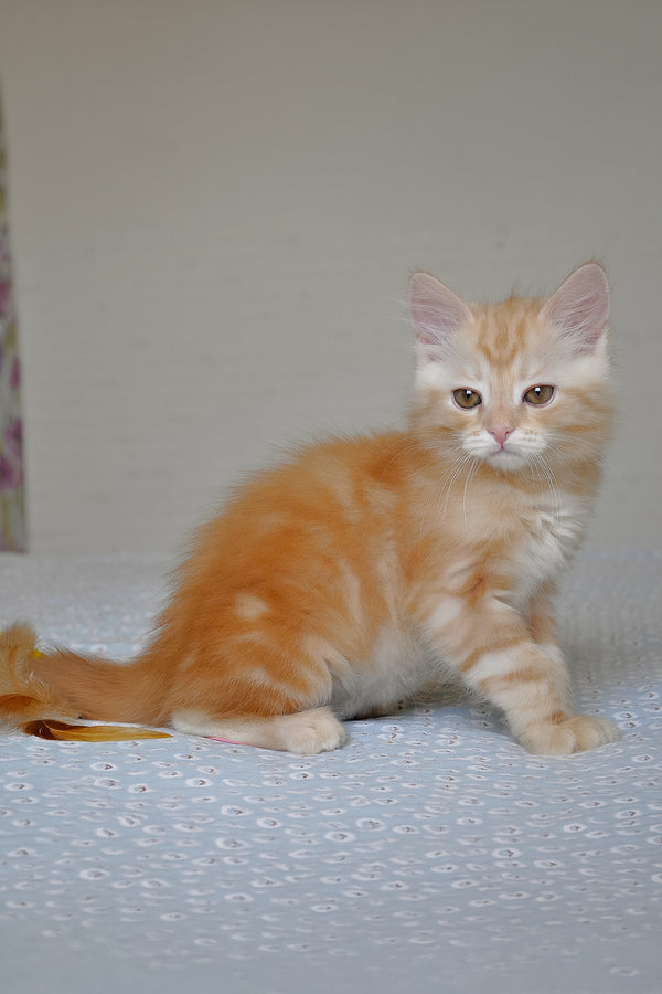 Cristy | Siberian Kitten