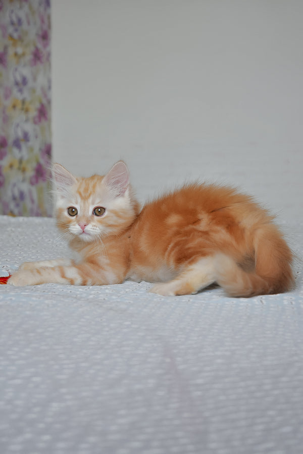 Cristy | Siberian Kitten