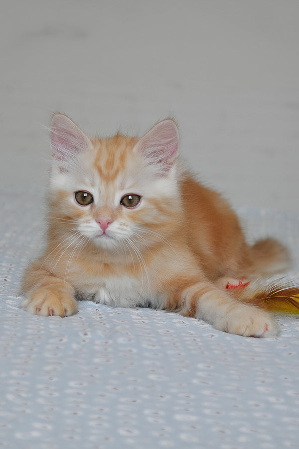 Cristy | Siberian Kitten