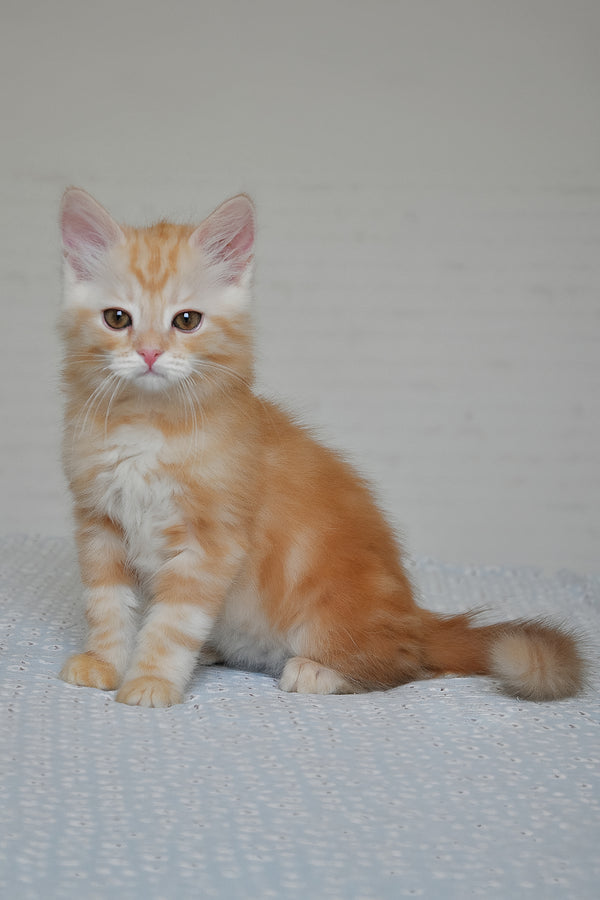 Cristy | Siberian Kitten