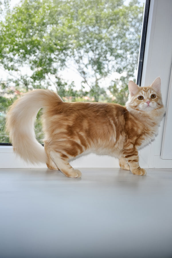 Cristy | Siberian Kitten