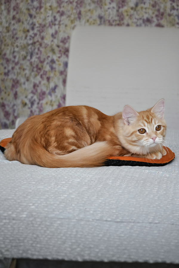 Cristy | Siberian Kitten