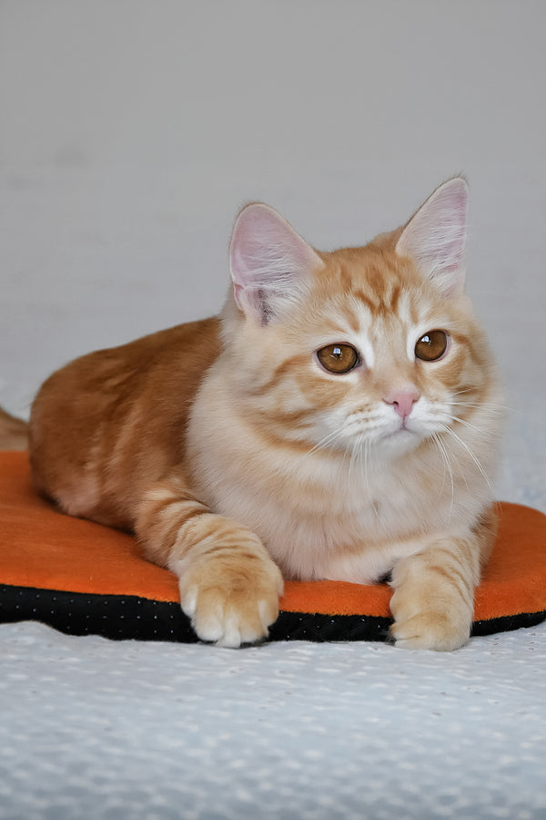 Cristy | Siberian Kitten