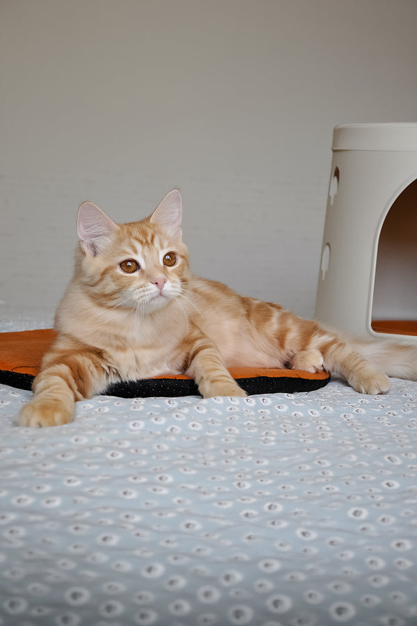 Cristy | Siberian Kitten