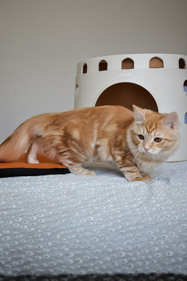 Cristy | Siberian Kitten