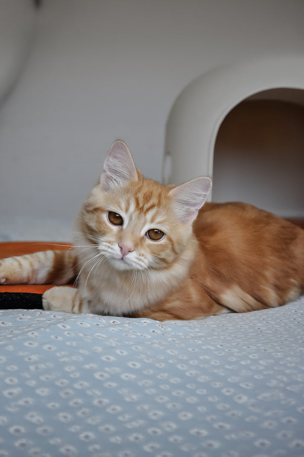 Cristy | Siberian Kitten