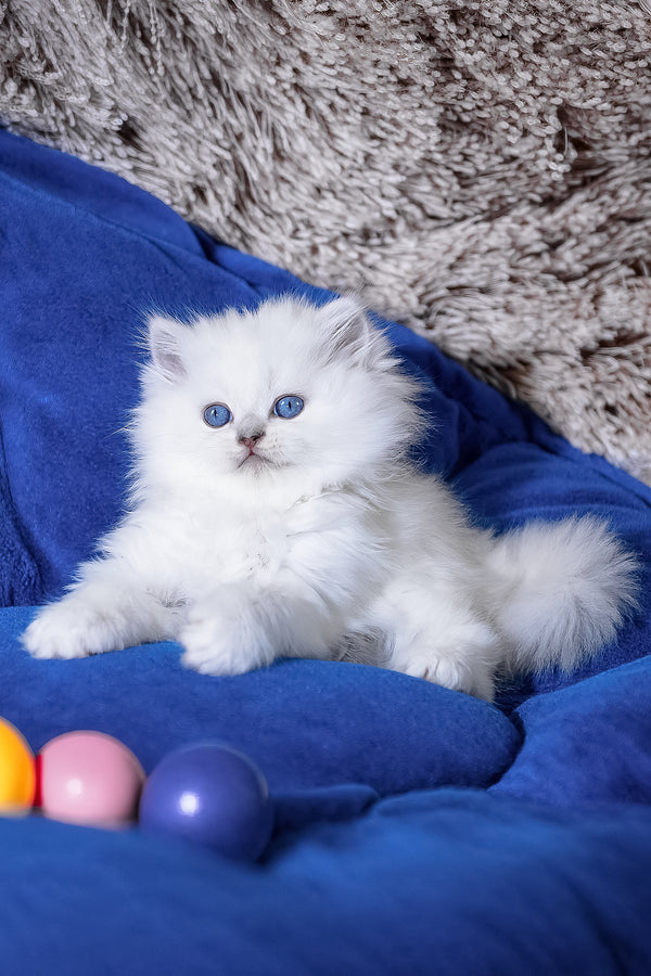 Crystal | Scottish Straight Longhair Kitten