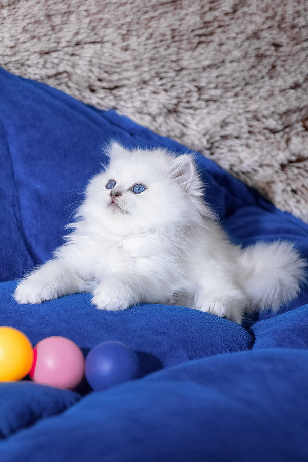Crystal | Scottish Straight Longhair Kitten