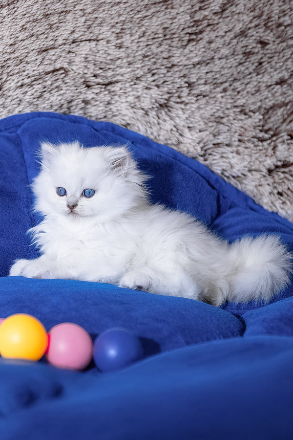 Crystal | Scottish Straight Longhair Kitten
