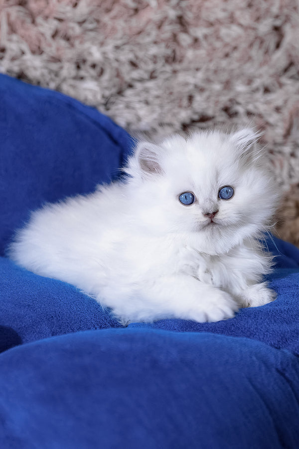 Crystal | Scottish Straight Longhair Kitten