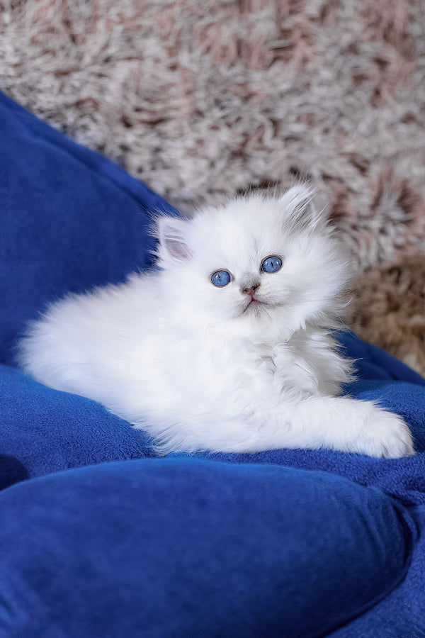 Crystal | Scottish Straight Longhair Kitten
