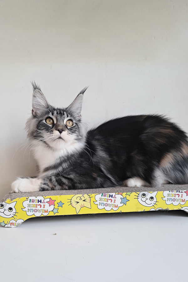 Julia | Maine Coon Kitten