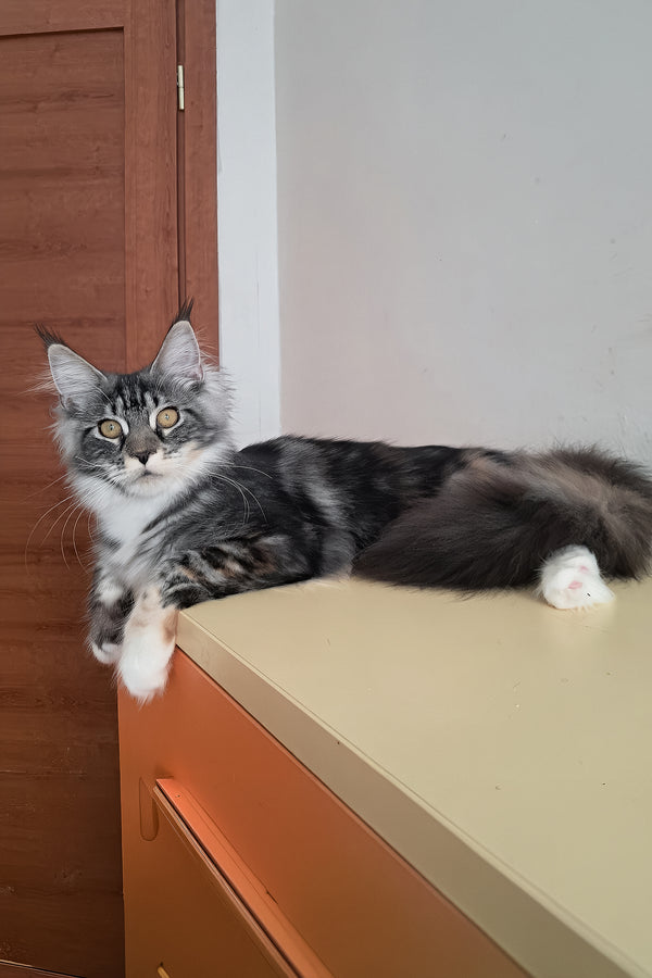 Julia | Maine Coon Kitten