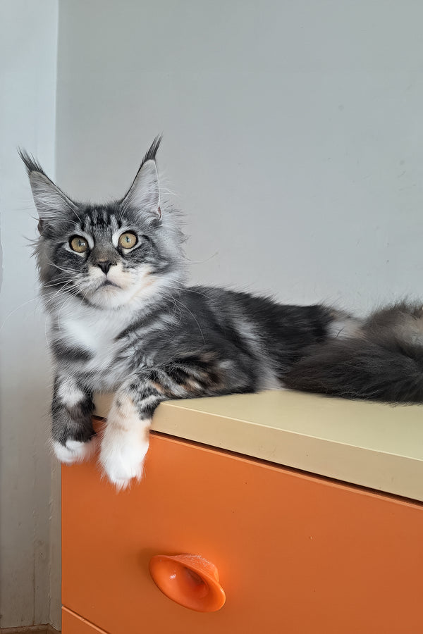 Julia | Maine Coon Kitten