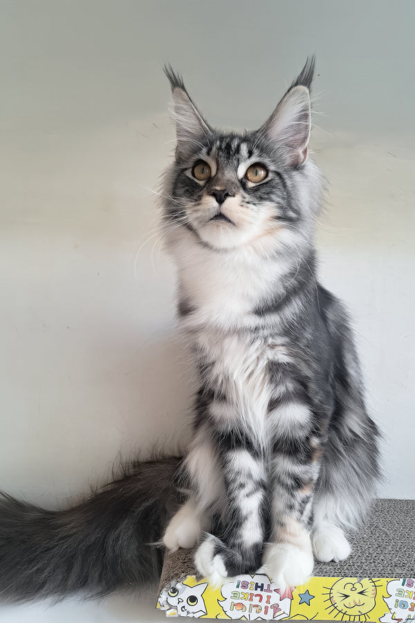 Julia | Maine Coon Kitten