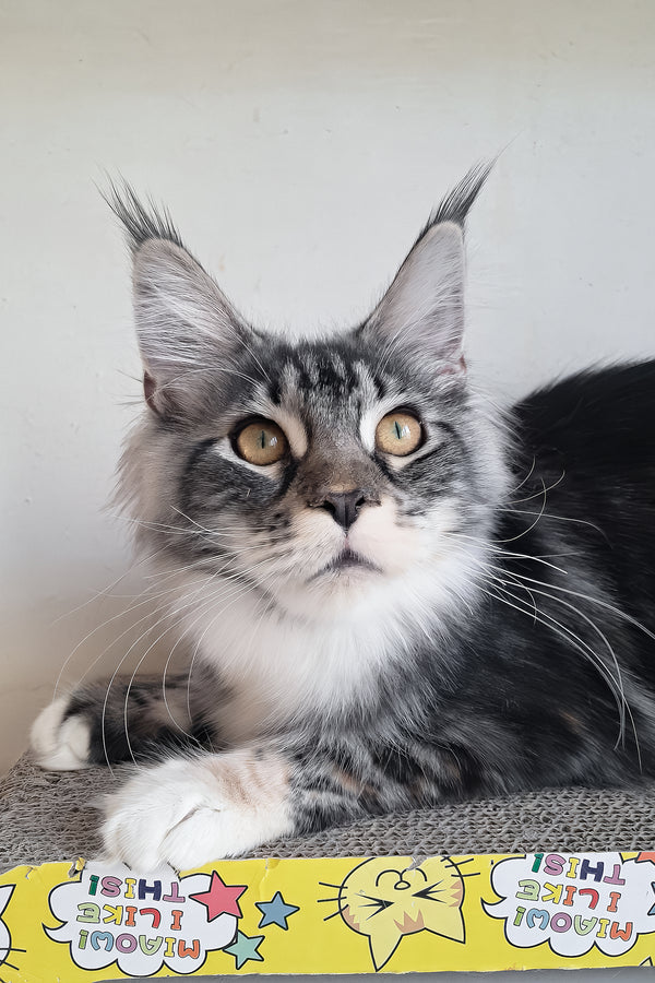Julia | Maine Coon Kitten