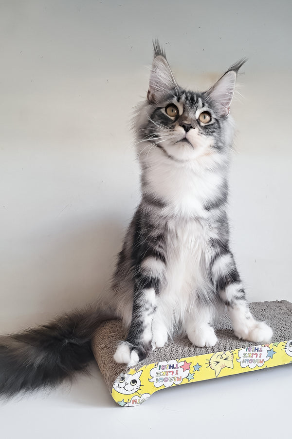 Julia | Maine Coon Kitten