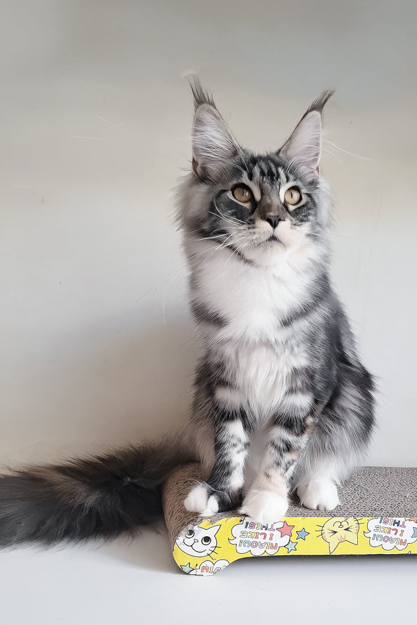 Julia | Maine Coon Kitten