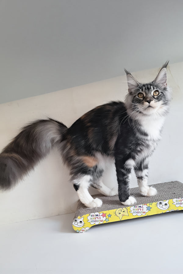 Julia | Maine Coon Kitten