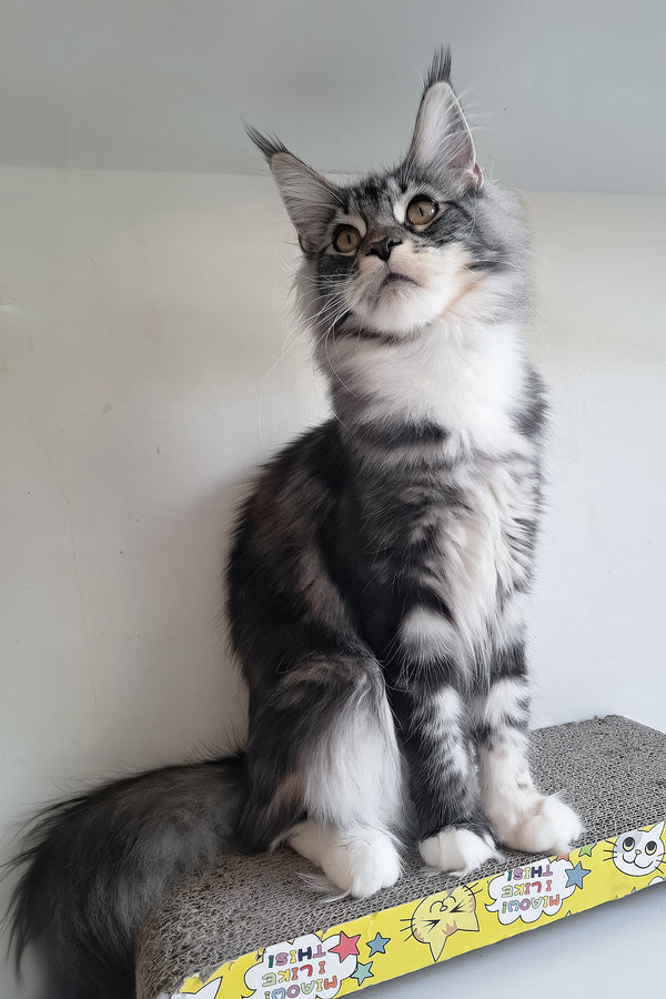 Julia | Maine Coon Kitten