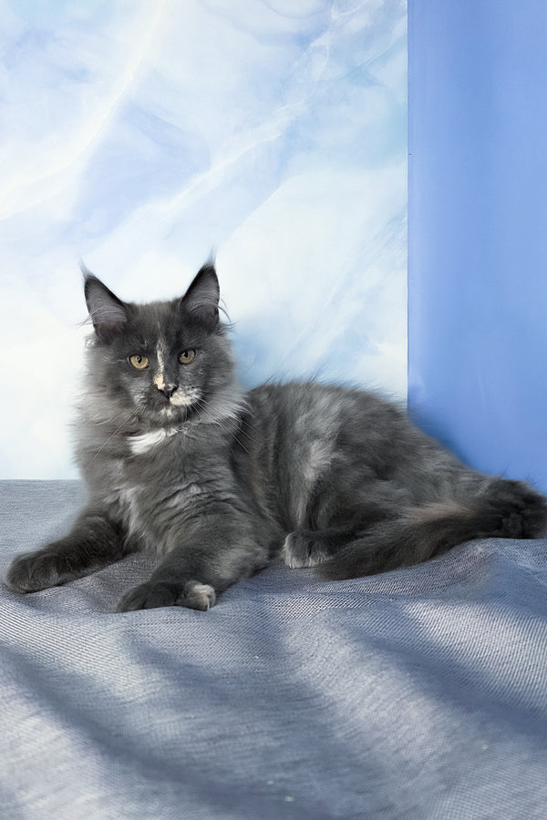 Dafna | Maine Coon Kitten