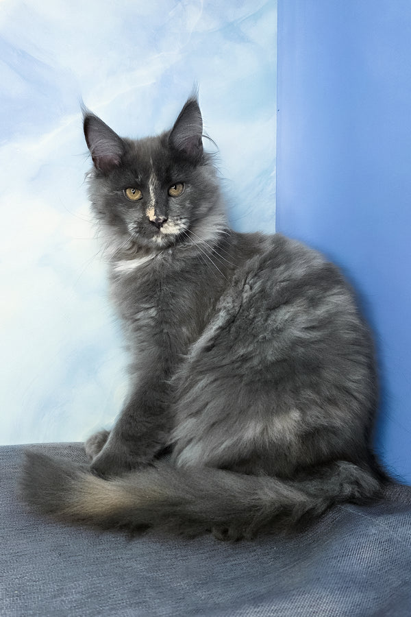 Dafna | Maine Coon Kitten