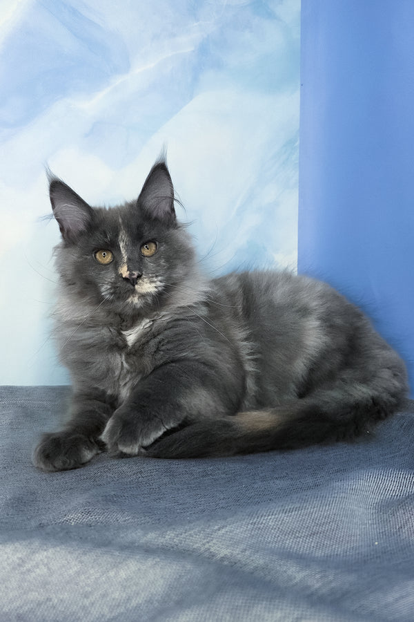 Dafna | Maine Coon Kitten