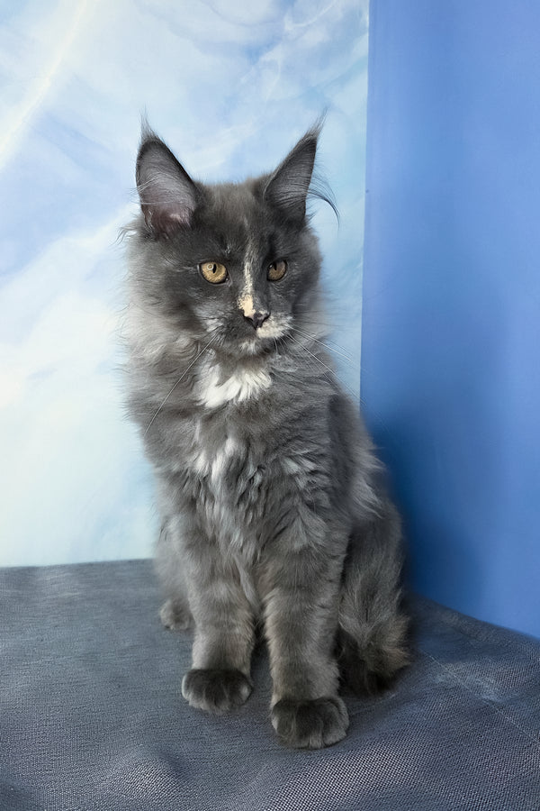 Dafna | Maine Coon Kitten