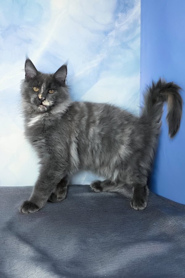 Dafna | Maine Coon Kitten