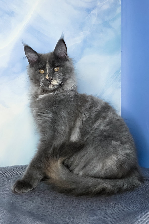 Dafna | Maine Coon Kitten