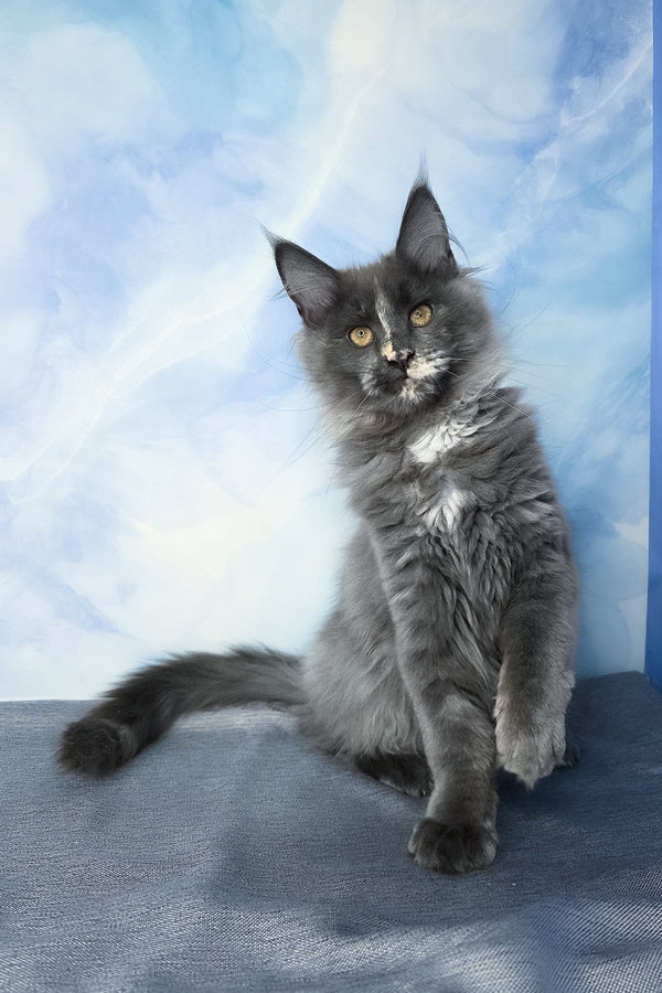 Dafna | Maine Coon Kitten